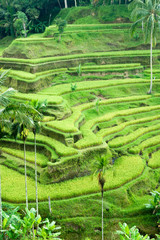 Amazing Rice Terrace field, Ubud, Bali,  Indonesia.