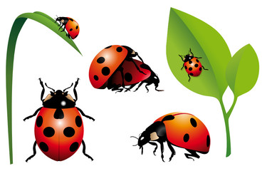 Coccinelle in diverse posizioni e foglie