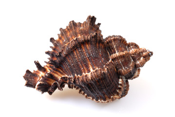 Sea conch on white