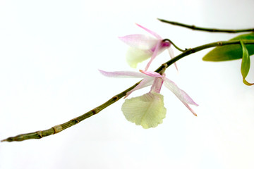 Dendrobium pierardii 2