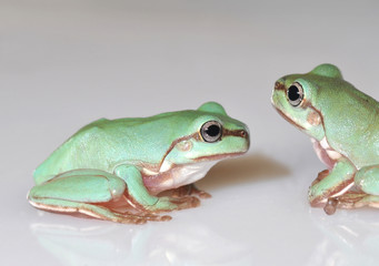tree frogs