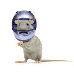 Ratounette à moto...