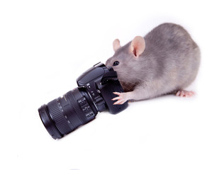 Ratounette photographe...