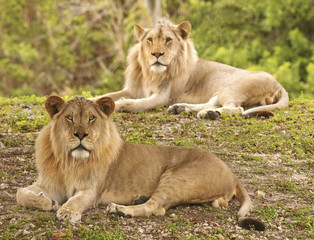 Two Lions - Selective Focus