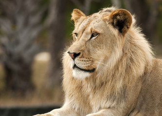 Young Male Lion Profile