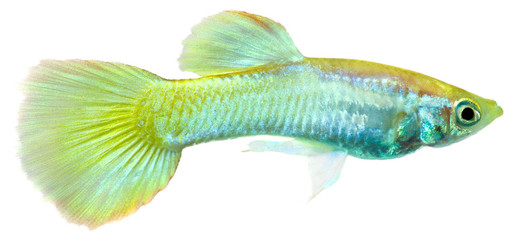 Guppy fish  (Poecilia reticulata)