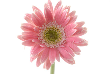 pink sunflower macro