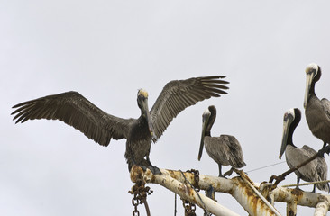 Brown pelicans perched on ship rigging