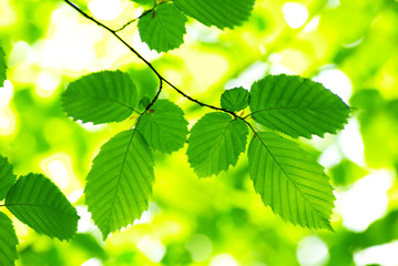 Fototapeta na wymiar green leaves
