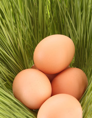 Eggs of a bird in a green grass
