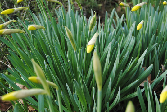 narciso