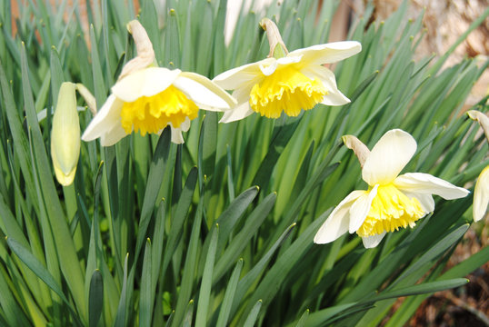 narciso
