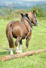 Holzr&uuml;cken, Pferd, Kaltblut