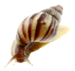 escargot des tropiques, fond blanc