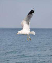 Seagulls are flying flock and look in the water the fish