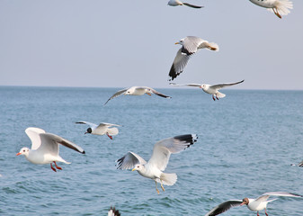 Fototapeta na wymiar Seagulls are flying flock and look in the water the fish