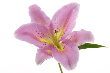 Isolated pink lily