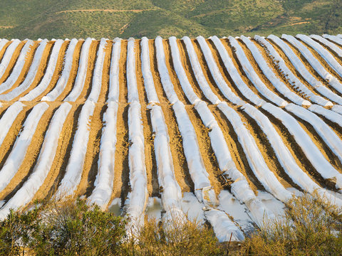greenhouse melons