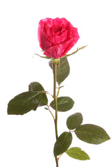 Obraz premium Red rose from a strip, isolated.