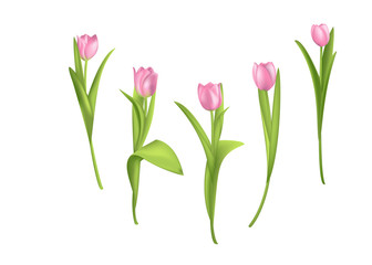 Pink tulips