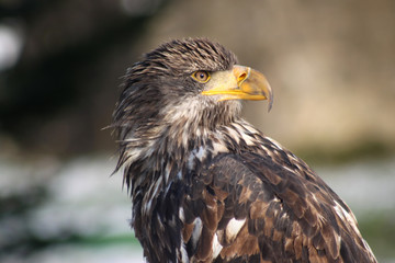 Weißkopfseeadler, Jungvogel