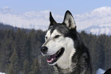 grand chien des neiges