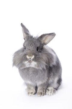 Grey leon-head dwarf rabbit