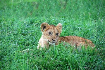 Fototapeta na wymiar Lion cub w Masai Mara w Kenii