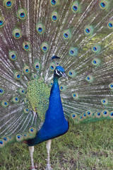 Obraz premium Peacock