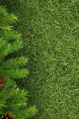 Christmas spruce  texture