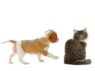 cavalier king charles s'approchant d'un  chaton norvégien