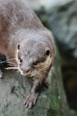かわうそのポートレート