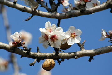fleurs d'amandier