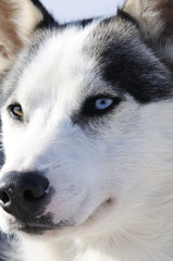 chien des grands froids