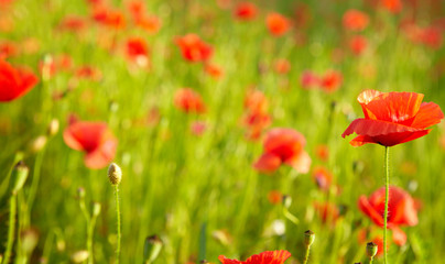 Fototapeta na wymiar red poppies on field