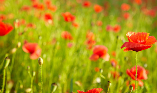 red poppies on field