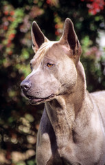 regard rusé du thaï ridgeback en gros plan