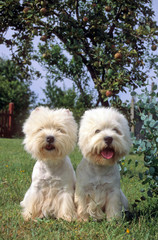 couple de westie en gros plan assis sous un arbre fruitier