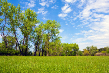 Green meadow in forest