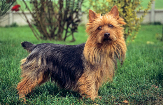 terrier australien de profil en ext&eacute;rieur