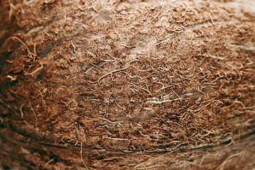 Coconut background