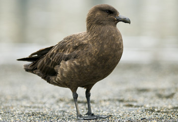 Skua