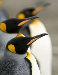 Tuinposter Penguin Line Up © Rich Lindie