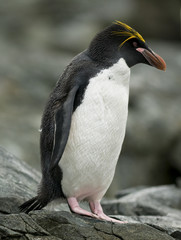 Macaroni Penguin
