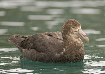 Giant Petrel on the Water