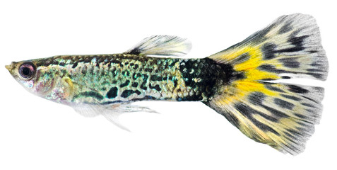 Guppy fish  (Poecilia reticulata)