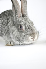 Rabbit