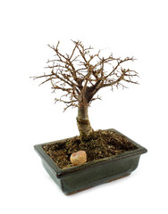 bonsai tree without leafs isolated on the white background