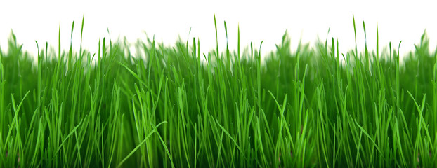 grünes gras