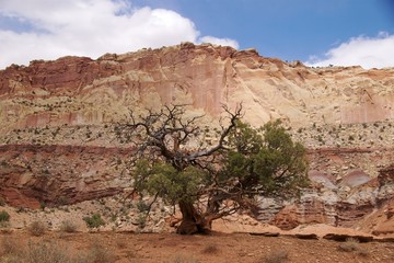 Lone tree in front of the colourful rocks of Capitol Reef NP